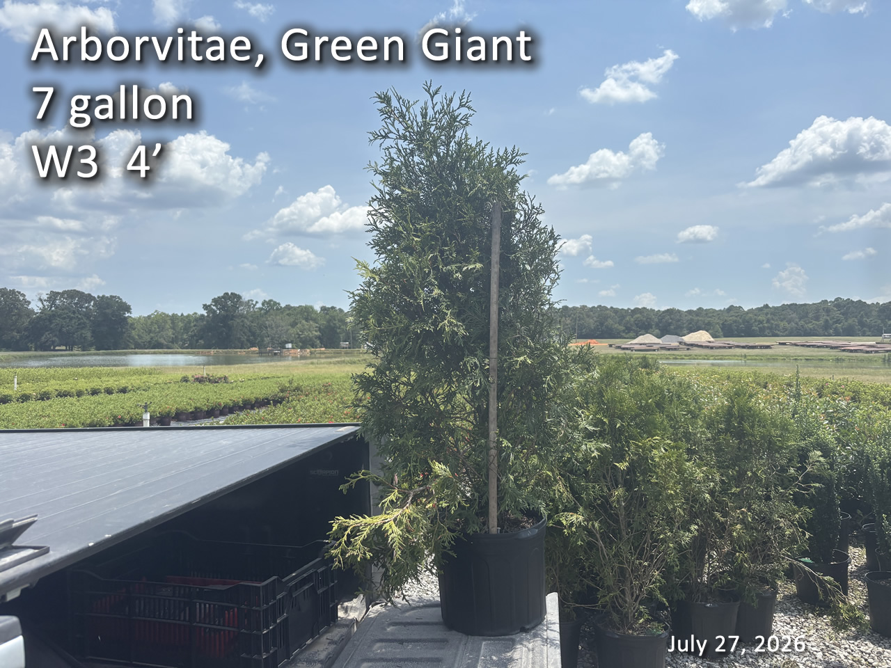 gallery/avgg7 w3 jul27.jpg